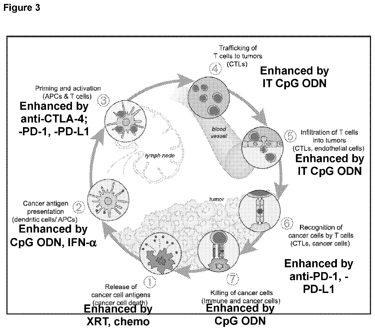 Combination tumor immunotherapy