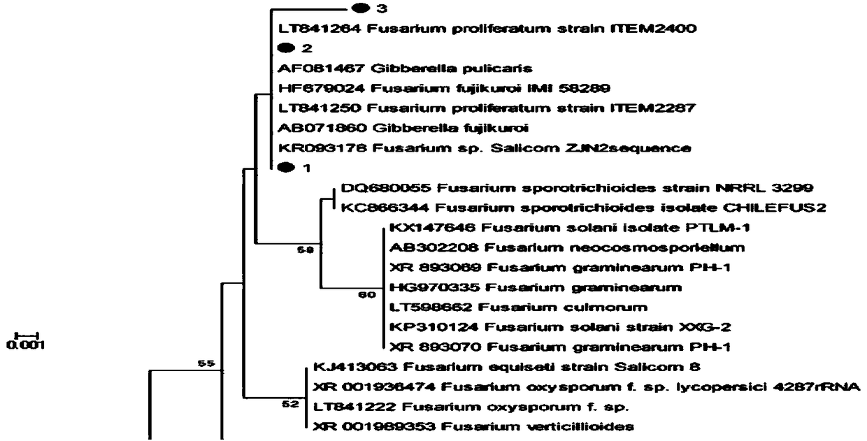 Ginkgo endophytic fungus and application thereof