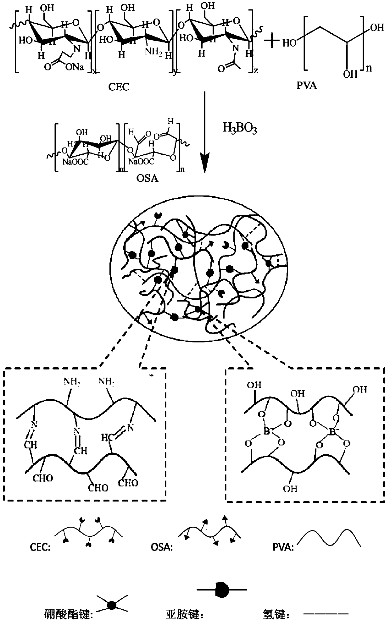 Carboxyethyl chitosan/polyvinyl alcohol self-healing hydrogel as well as preparation method and application thereof