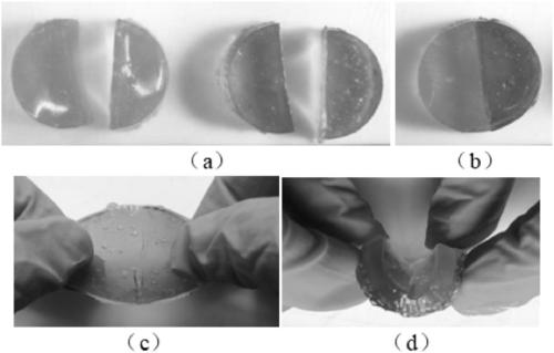 Carboxyethyl chitosan/polyvinyl alcohol self-healing hydrogel as well as preparation method and application thereof