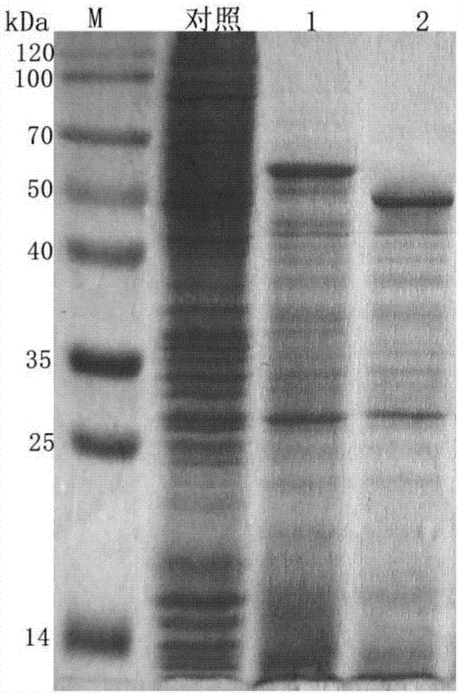 Pig pseudorabies virus subunit vaccine and preparation method and application thereof