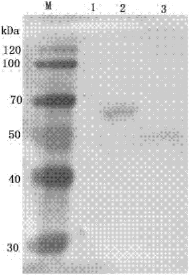 Pig pseudorabies virus subunit vaccine and preparation method and application thereof