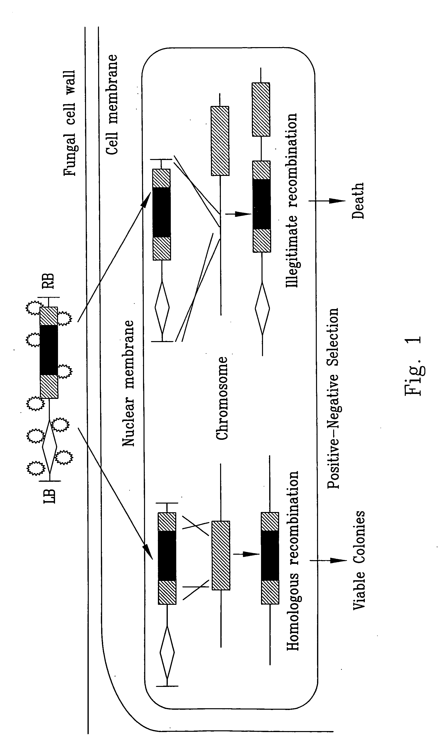 Dual selection based, targeted gene disruption method for fungi and fungus-like organisms