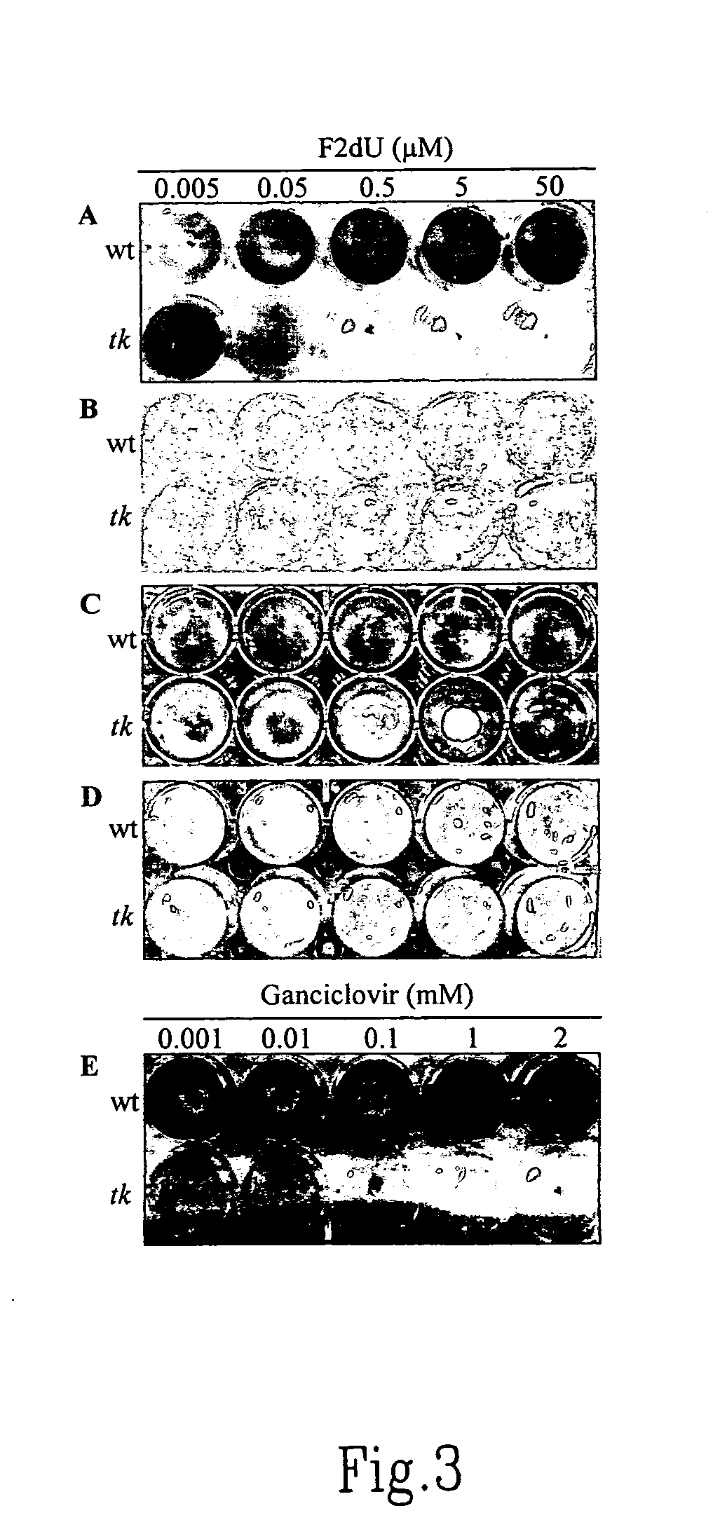 Dual selection based, targeted gene disruption method for fungi and fungus-like organisms