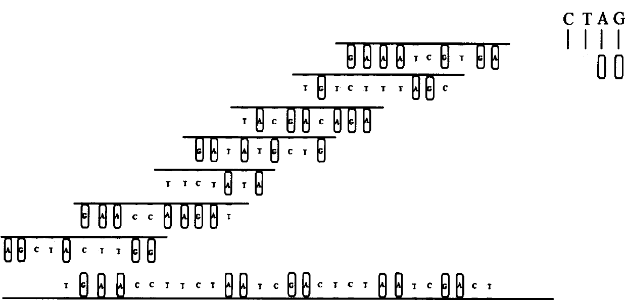 Kit for examining Liddle's related gene mutation