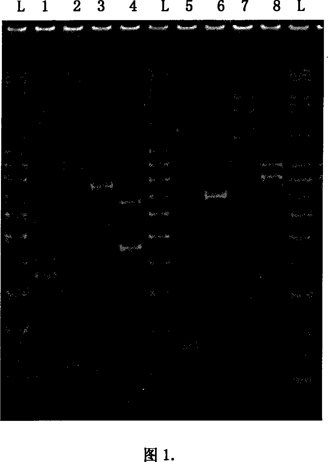 Method for measuring STR site repeat frequency