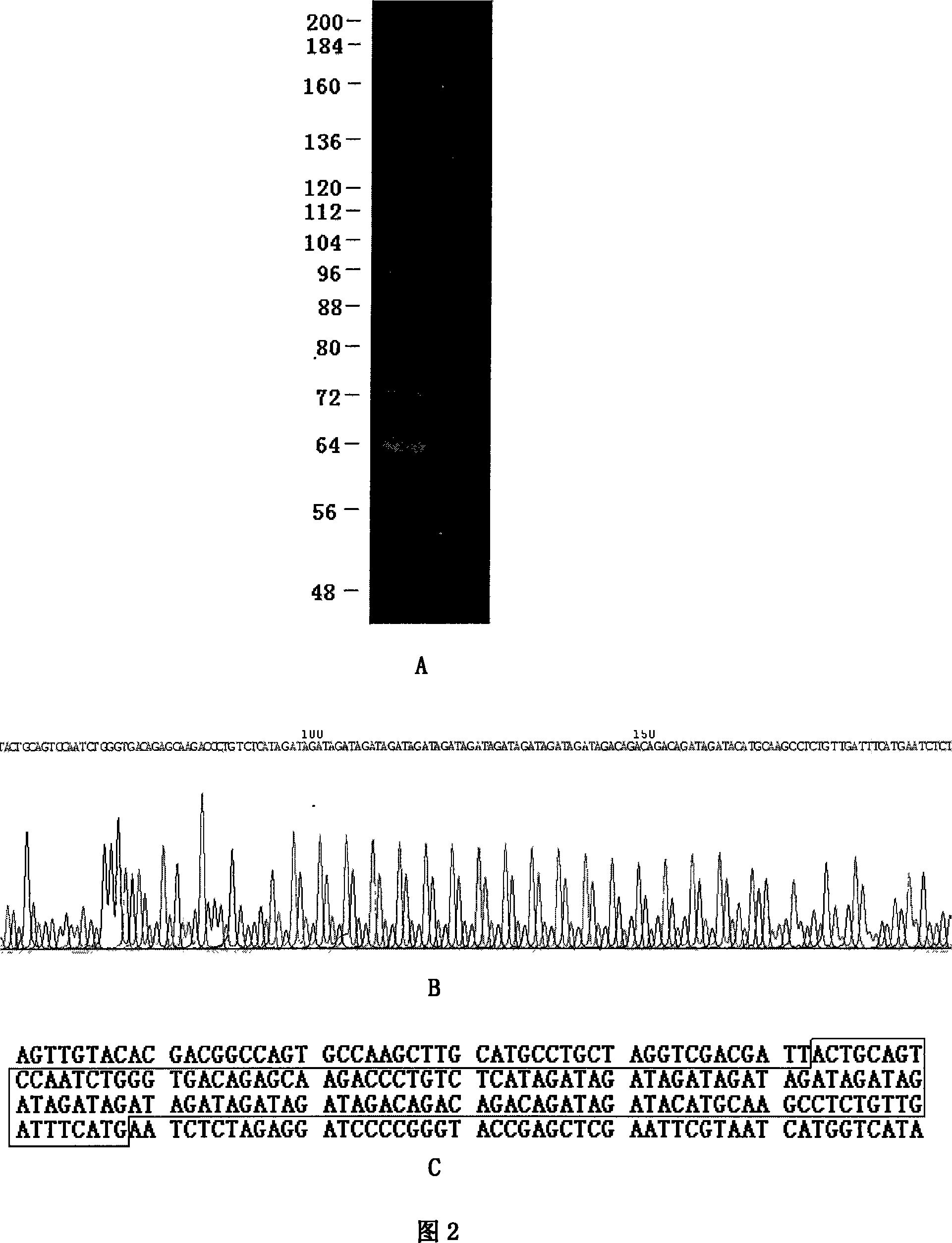 Method for measuring STR site repeat frequency