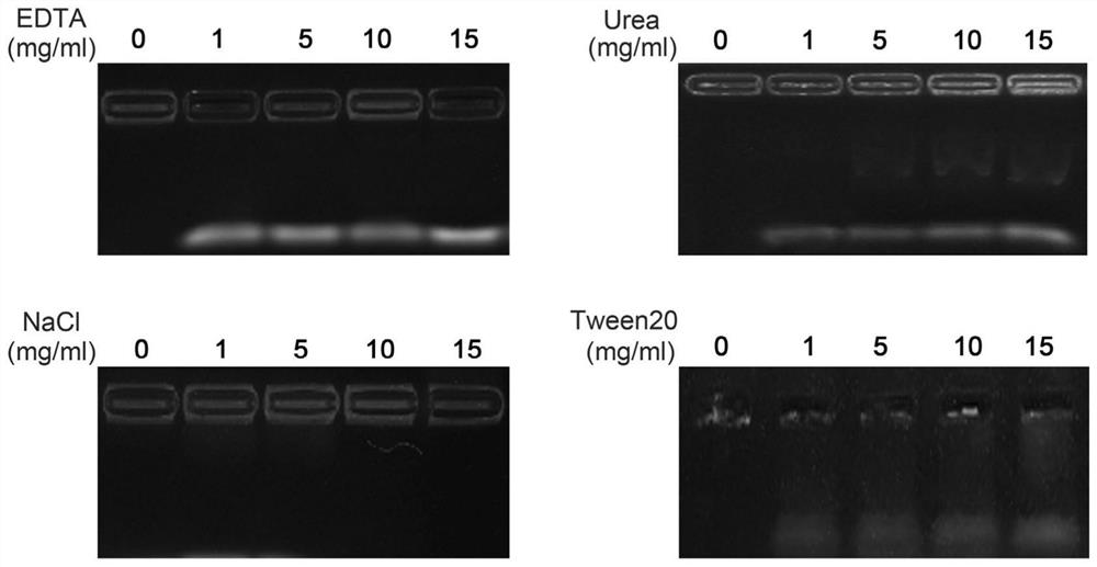 Nucleic acid drug delivery system, preparation method, pharmaceutical composition and application