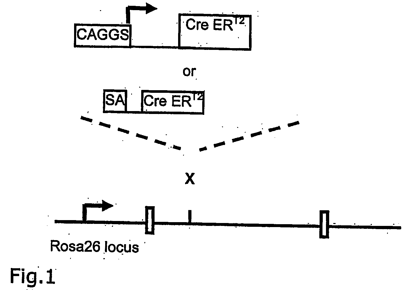 Targeted transgenesis using the rosa26 locus