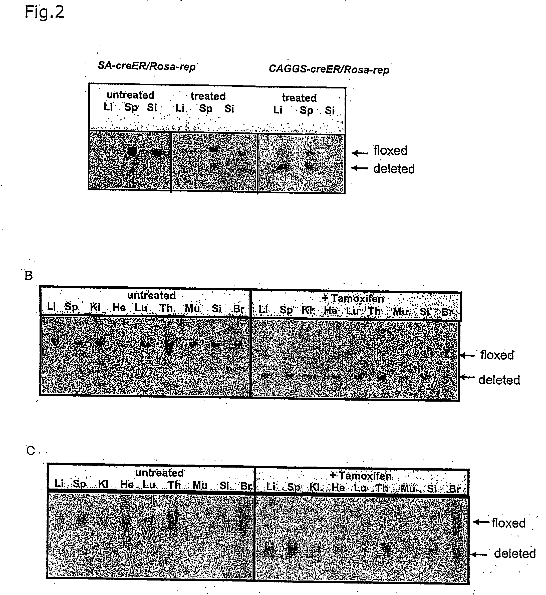 Targeted transgenesis using the rosa26 locus