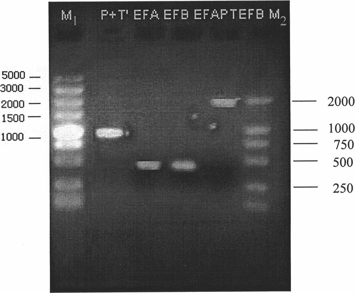 Fluorescent tracing multifunctional decoloring Shewanella engineered decolorationis and construction method thereof