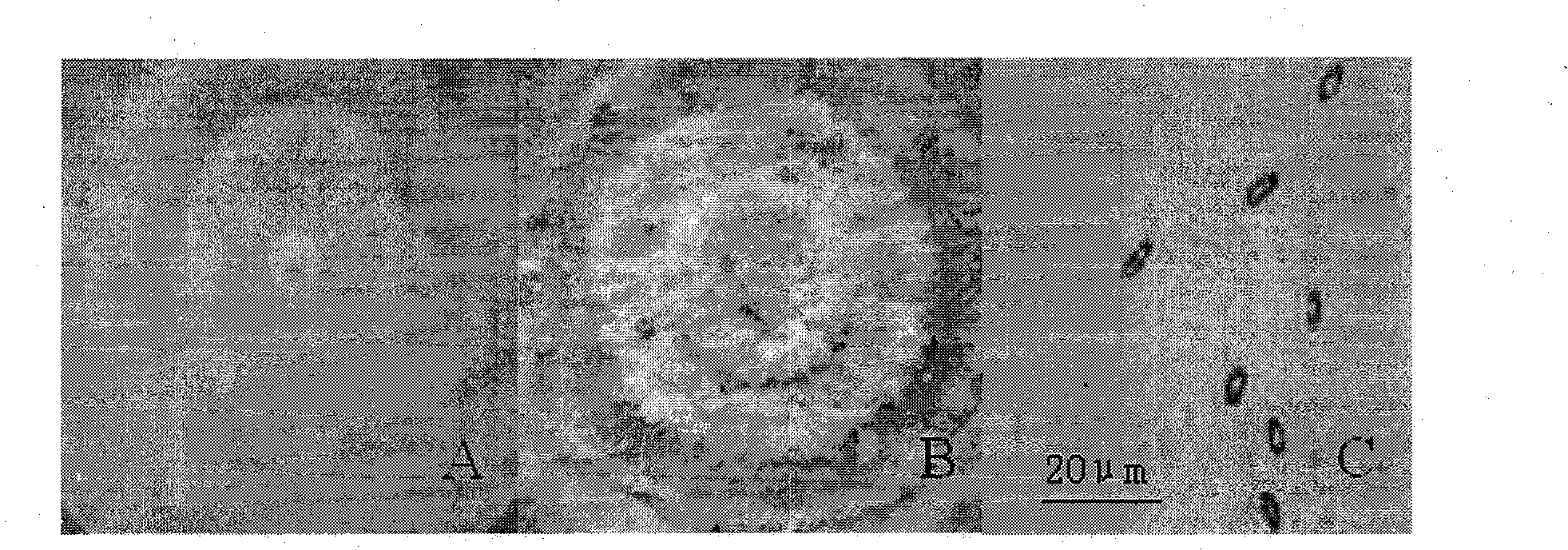 Method of preparing pinoresinol diglucoside by endophyte and microorganism fermentation method