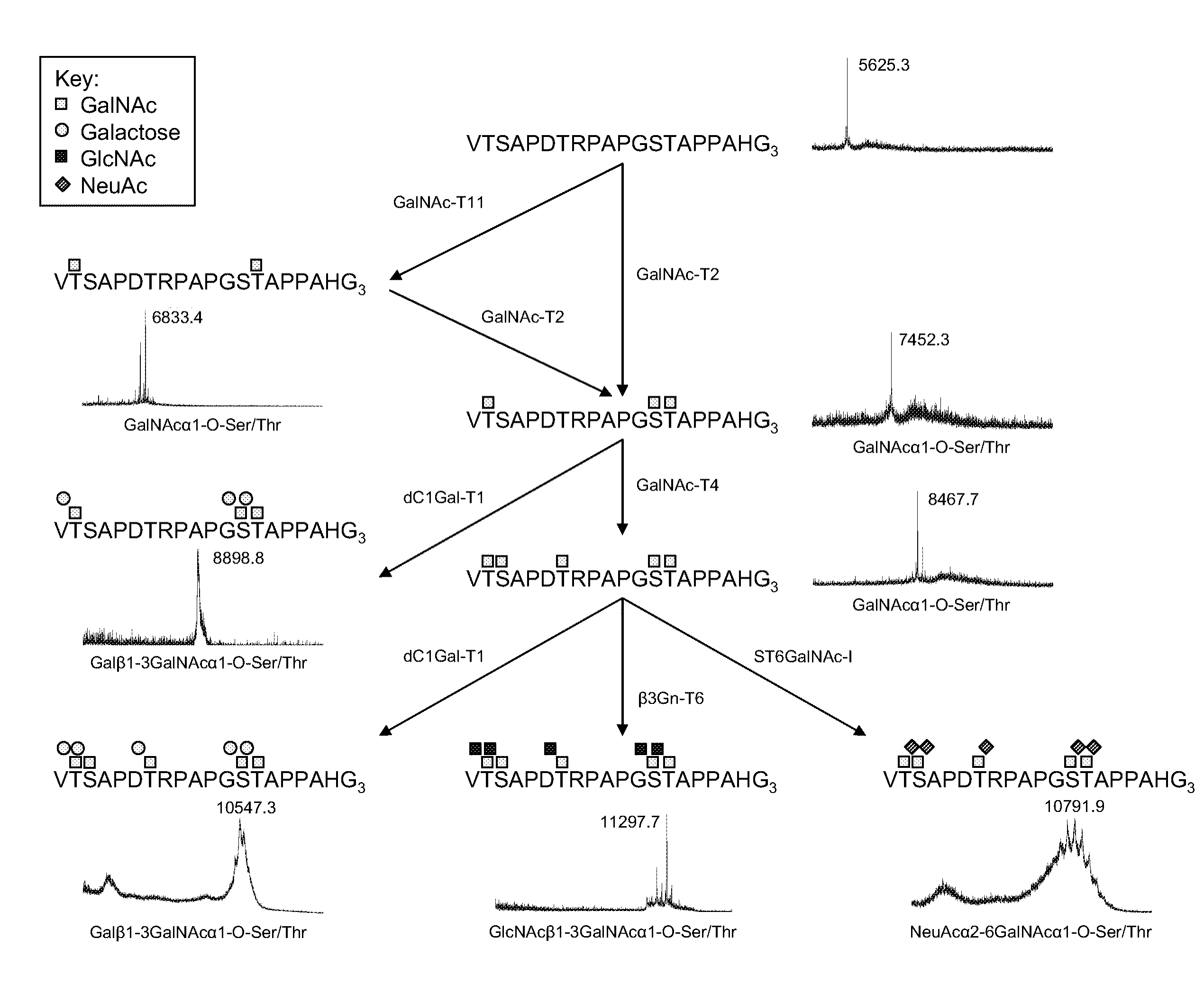 Generation of a cancer-specific immune response toward muc1 and cancer specific muc1 antibodies