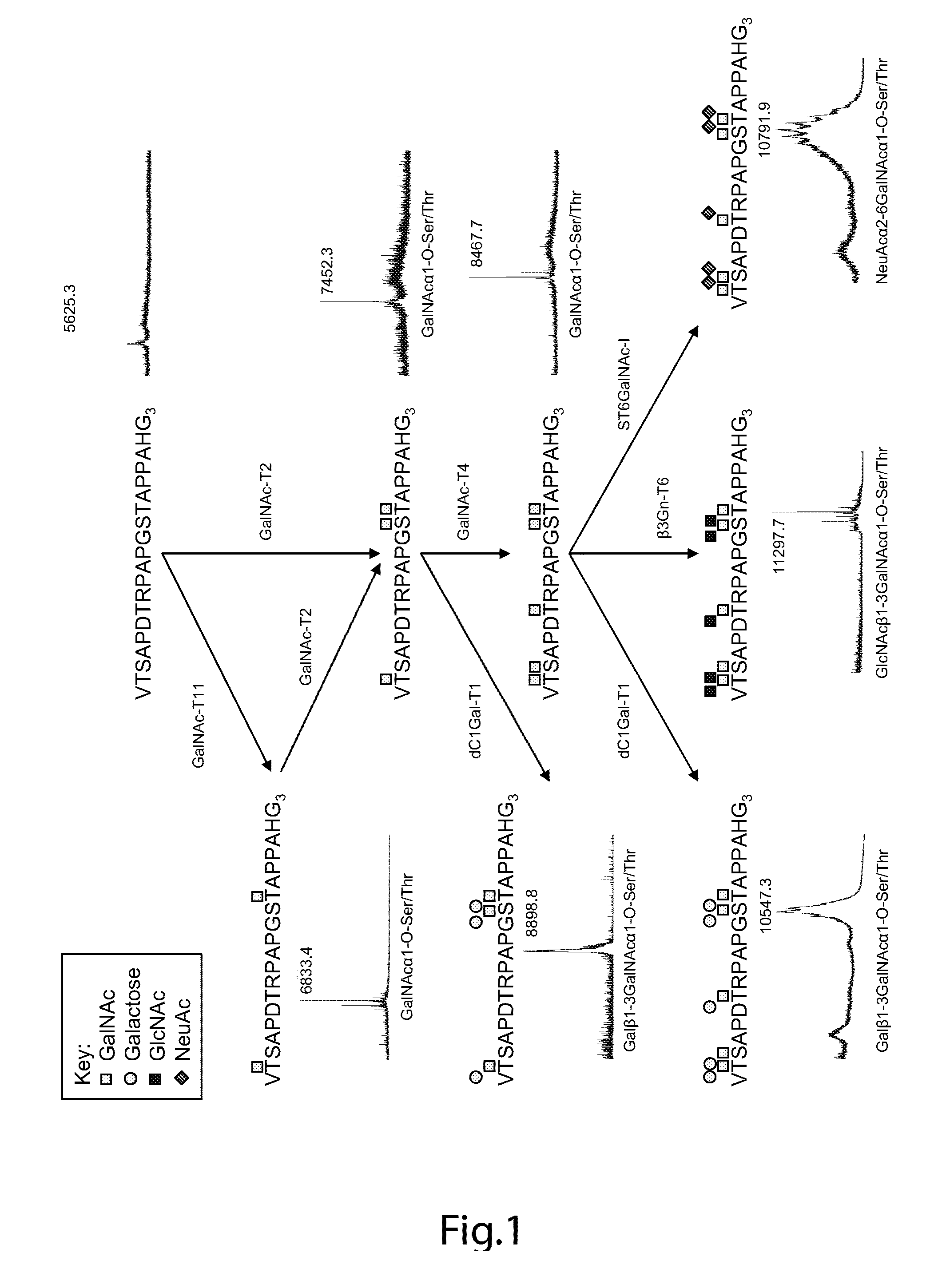 Generation of a cancer-specific immune response toward muc1 and cancer specific muc1 antibodies