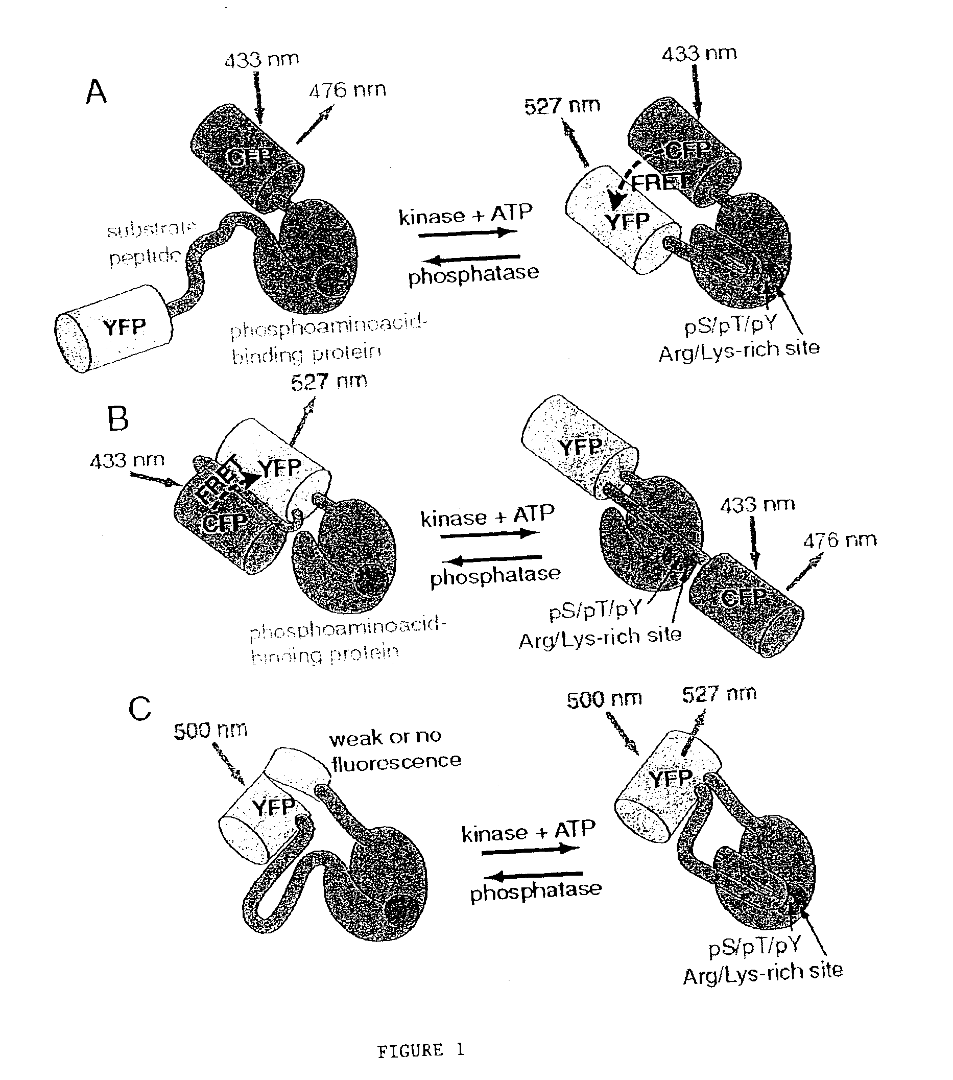 Emission ratiometric indicators of phosphorylation