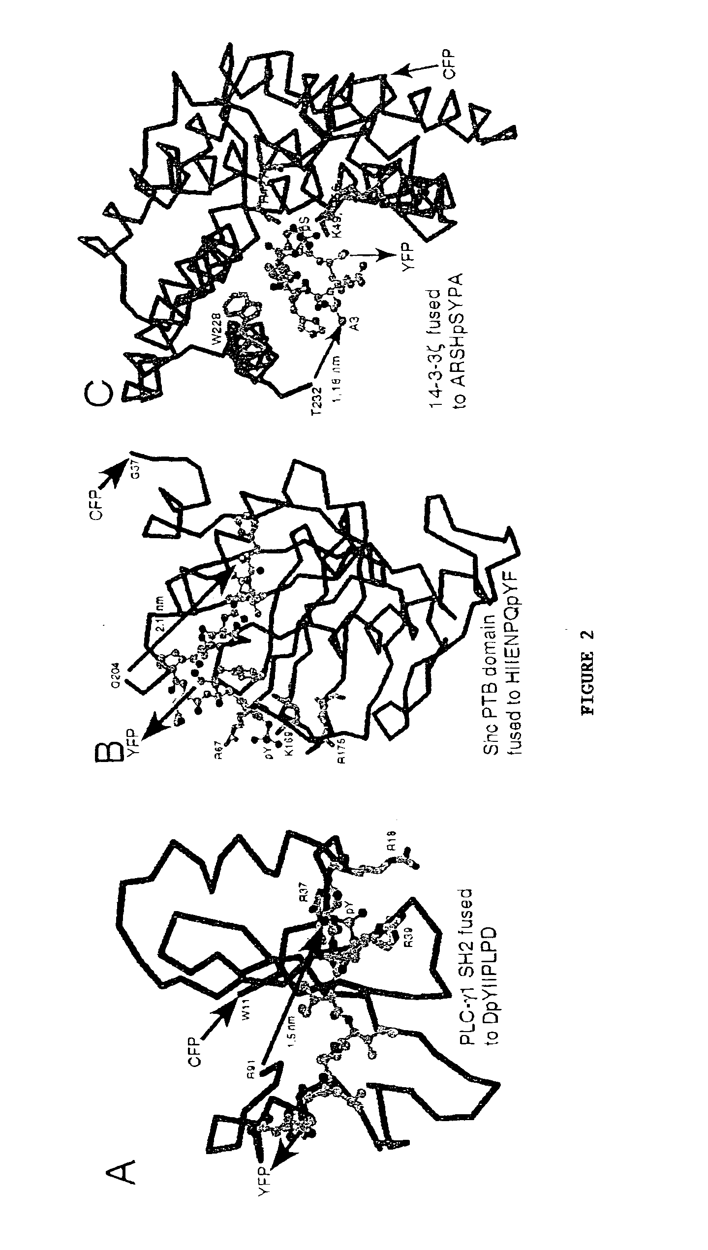 Emission ratiometric indicators of phosphorylation