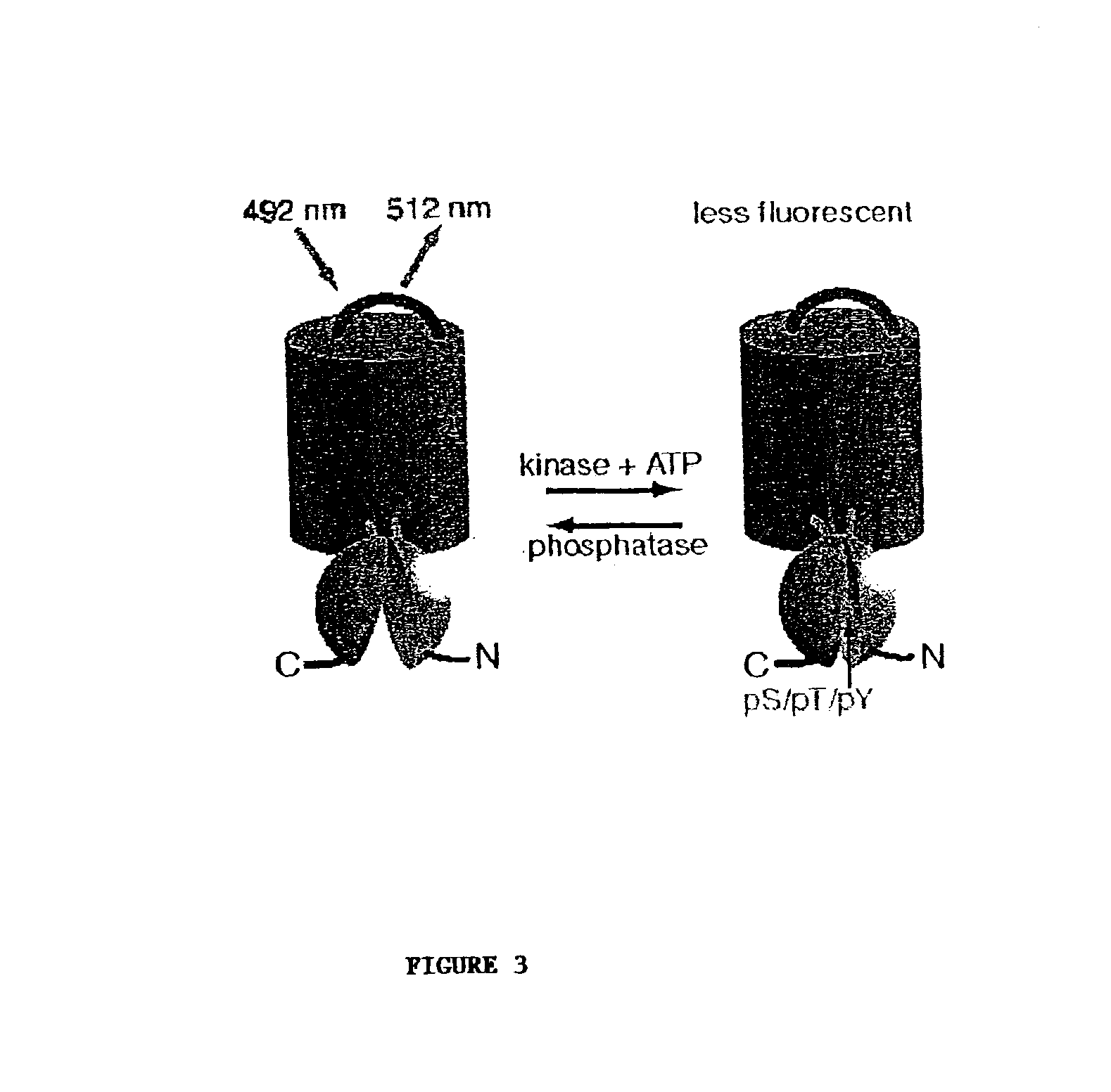 Emission ratiometric indicators of phosphorylation