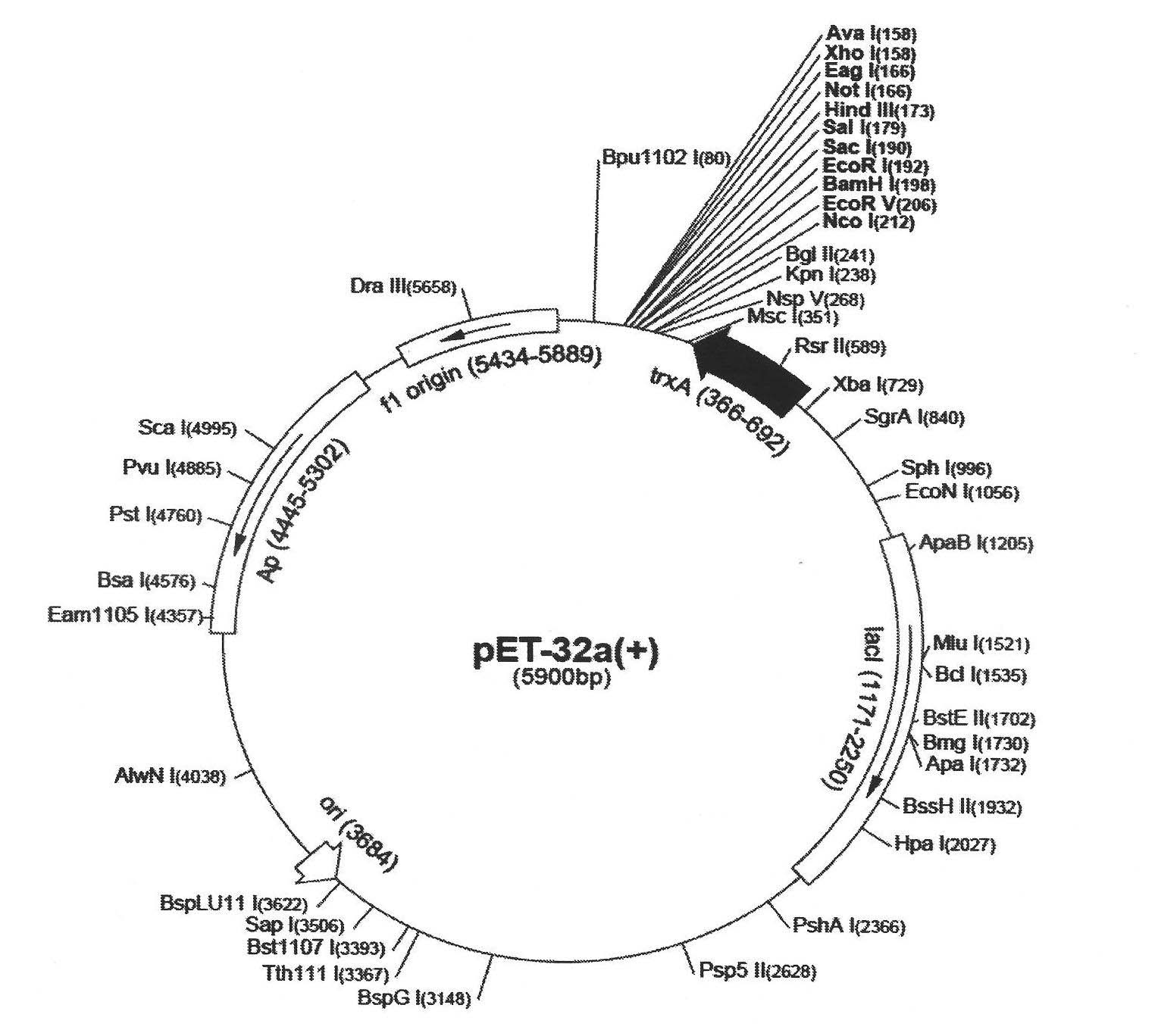 Housefly cecropin-human lysozyme fusion protein, and preparation method and application thereof