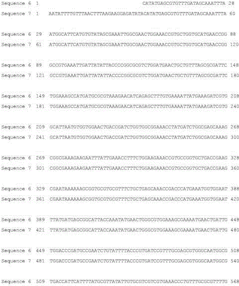 Recombination preparation method of arginine deiminase