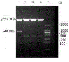 Recombination preparation method of arginine deiminase