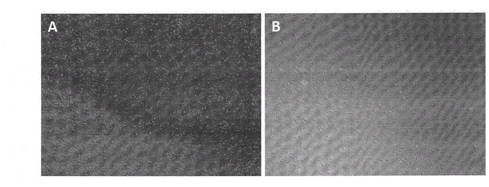 Medical cosmetic product containing autologous peripheral blood vascular endothelial progenitor cells