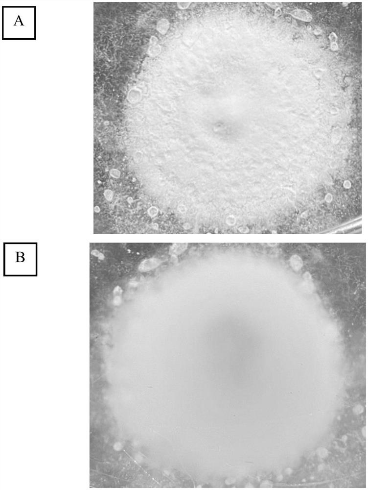 Strain with strong pathogenicity on euphorbia juglandis and application of strain