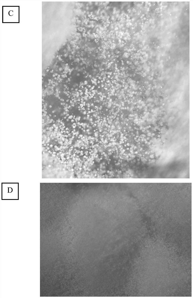 Strain with strong pathogenicity on euphorbia juglandis and application of strain