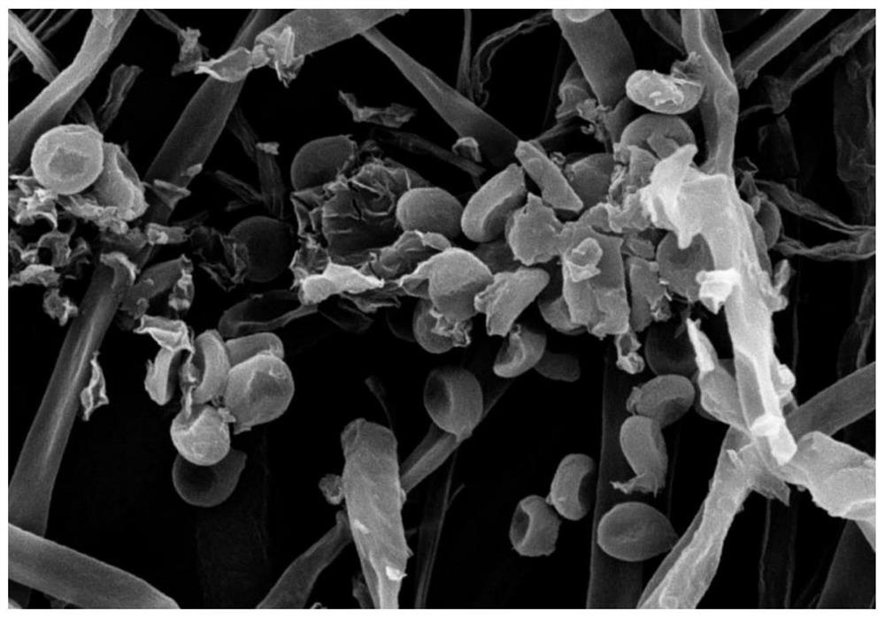 Strain with strong pathogenicity on euphorbia juglandis and application of strain