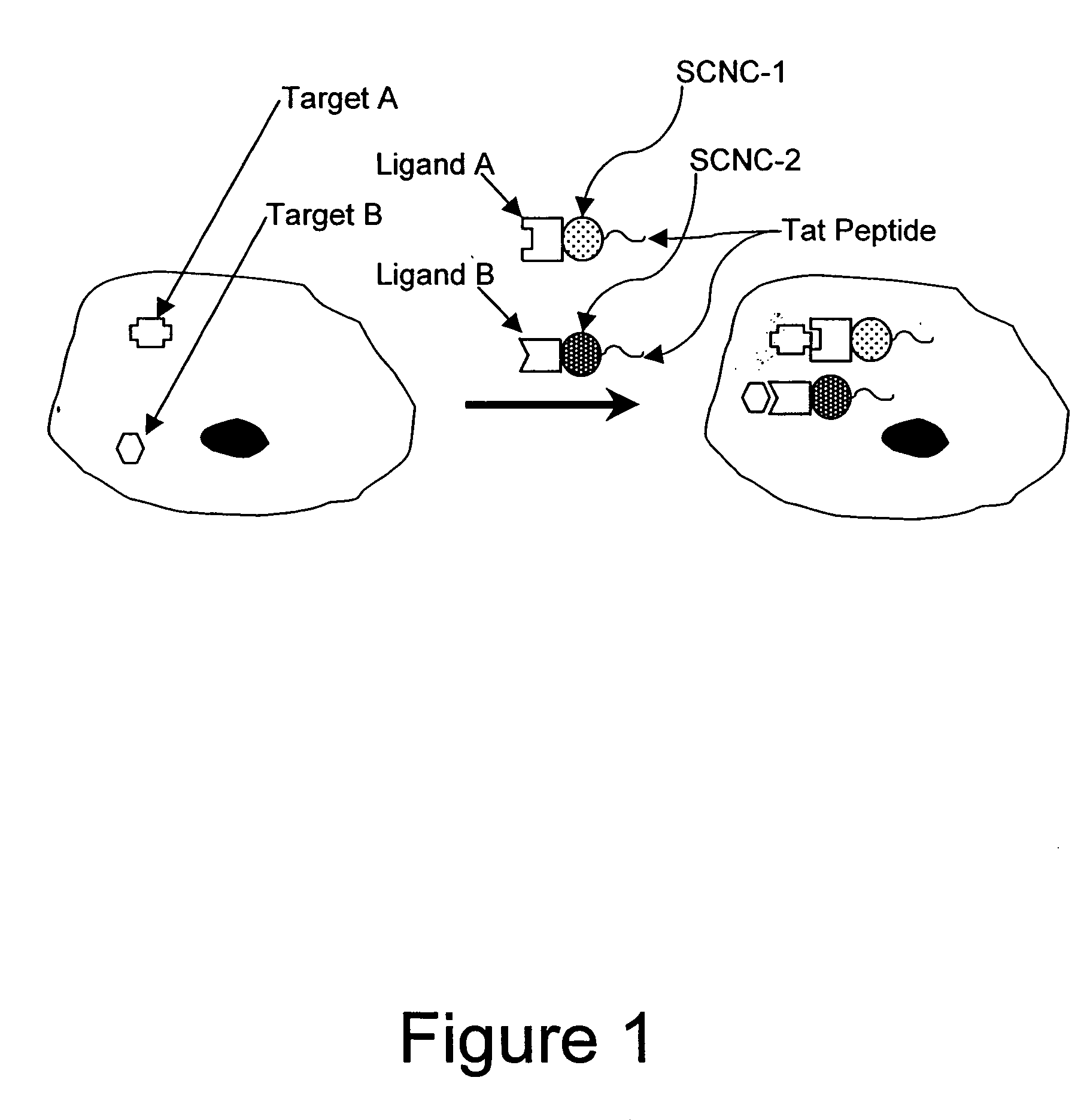 Method for enhancing transport of semiconductor nanocrystals across biological membranes