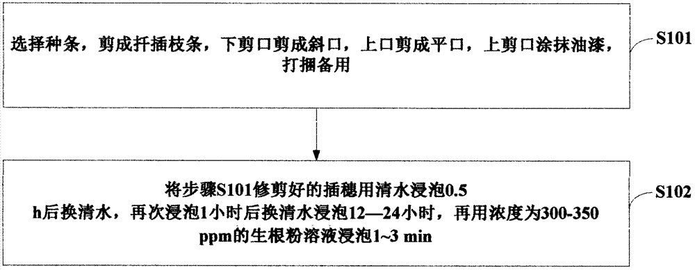 Cuttings treatment method used in Tamarix chinensis cuttage