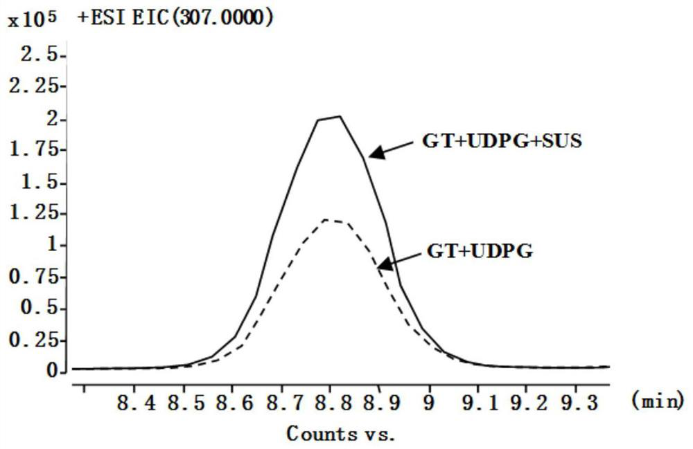 A kind of tea tree sucrose synthase cssus587, preparation method and application