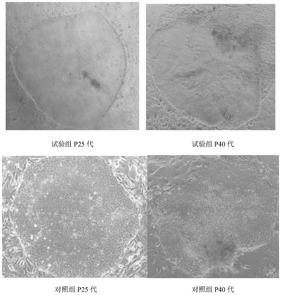 A serum-free medium for monkey embryonic stem cells