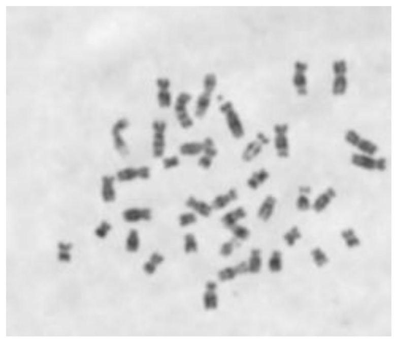 A serum-free medium for monkey embryonic stem cells