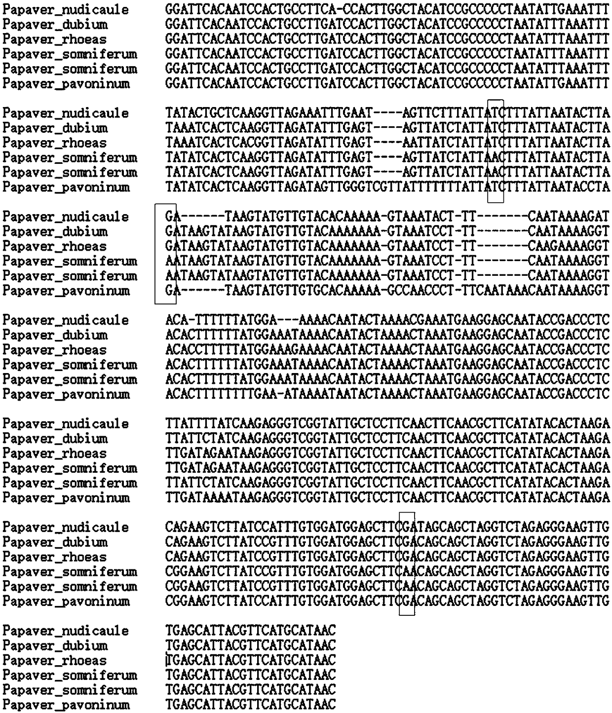 Method for identifying opium poppy by using chloroplast DNA bar code