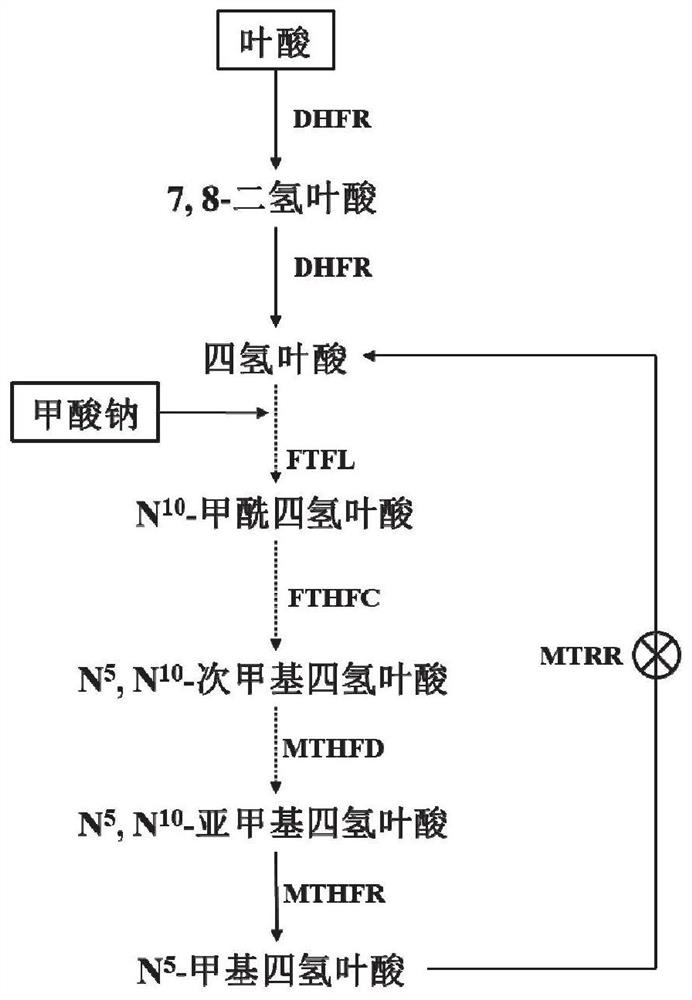 Method for producing L-5-methyltetrahydrofolate by biological method