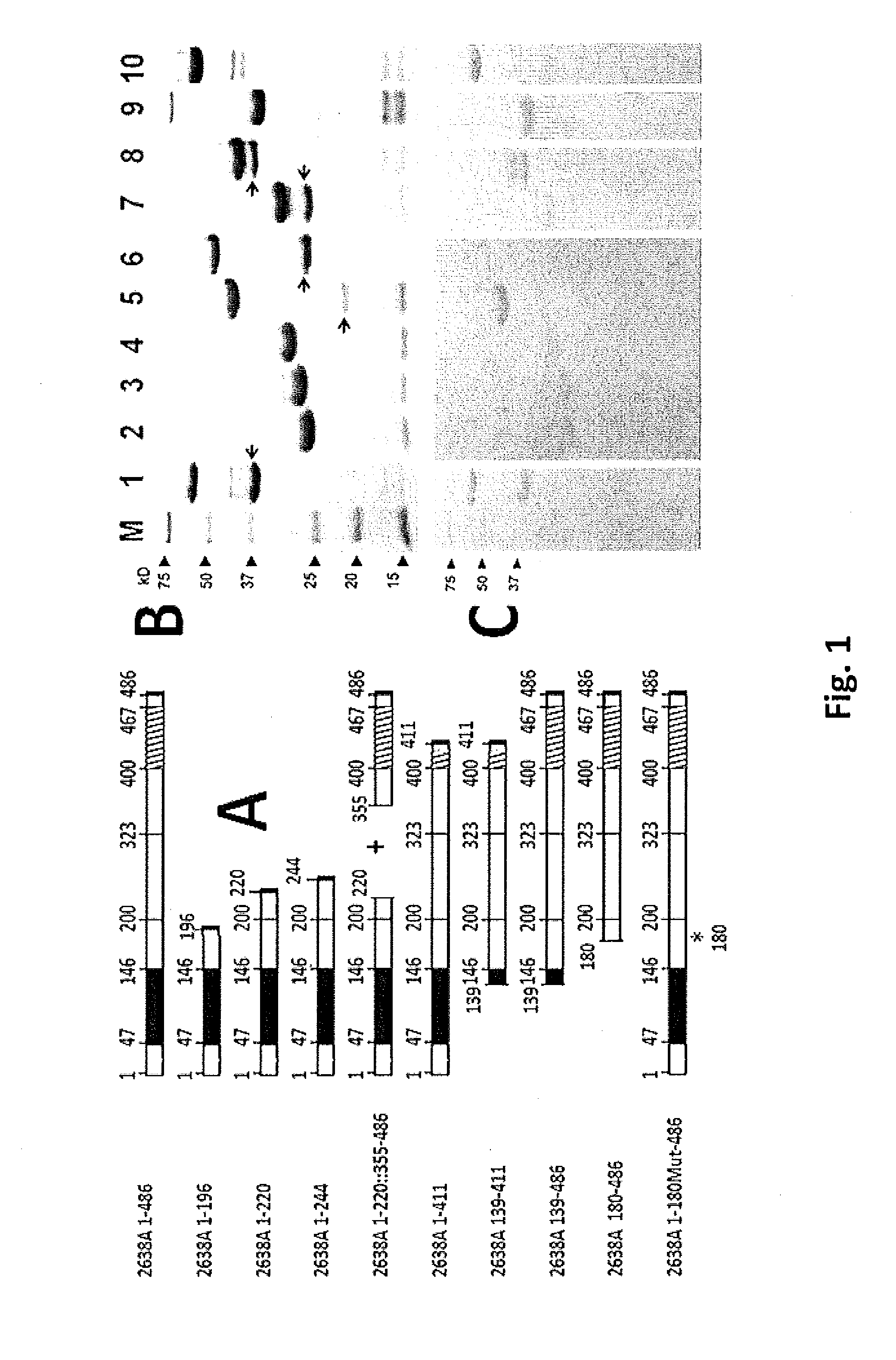 Staphylococcal Phage2638A endolysin amidase domain is lytic for <i>Staphylococcus aureus</i>