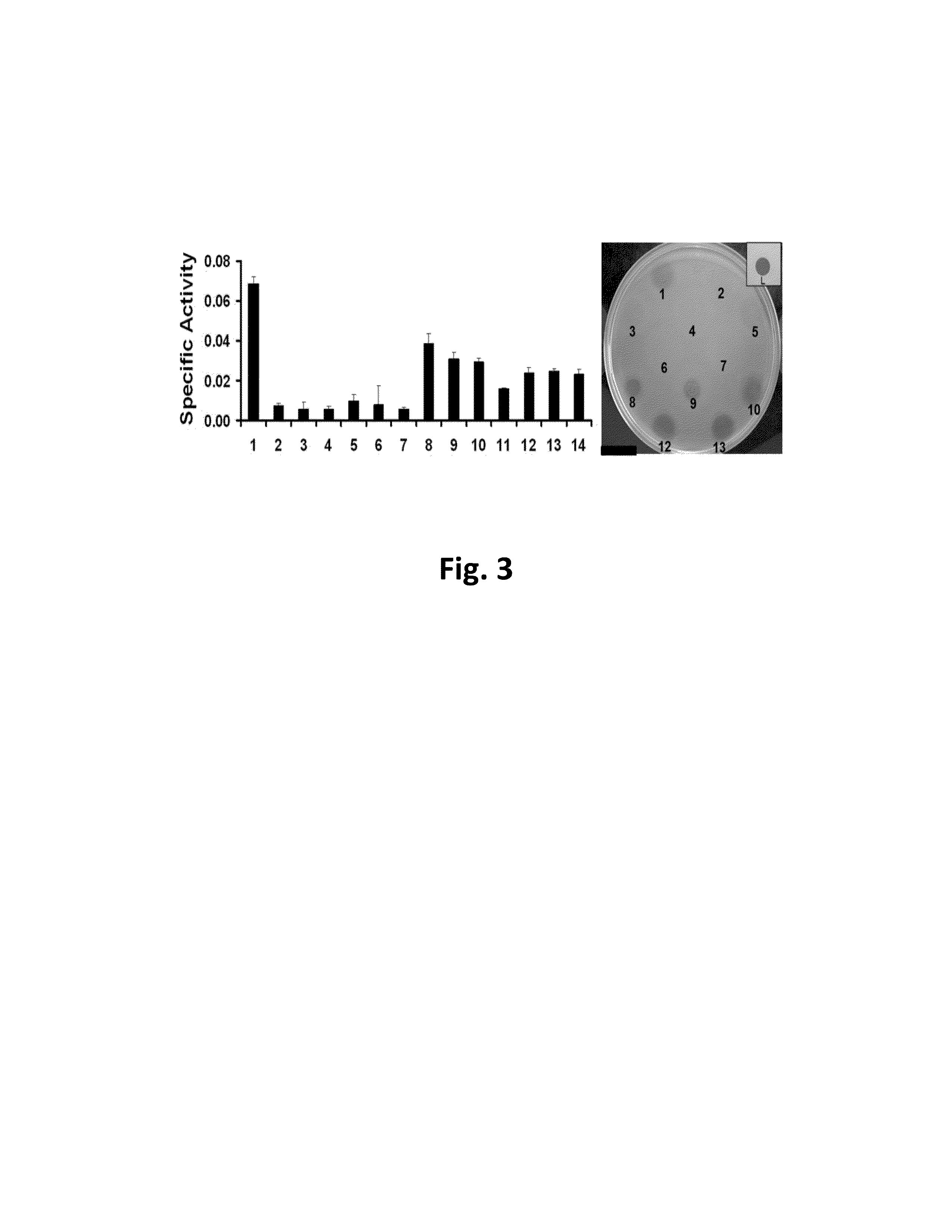 Staphylococcal Phage2638A endolysin amidase domain is lytic for <i>Staphylococcus aureus</i>