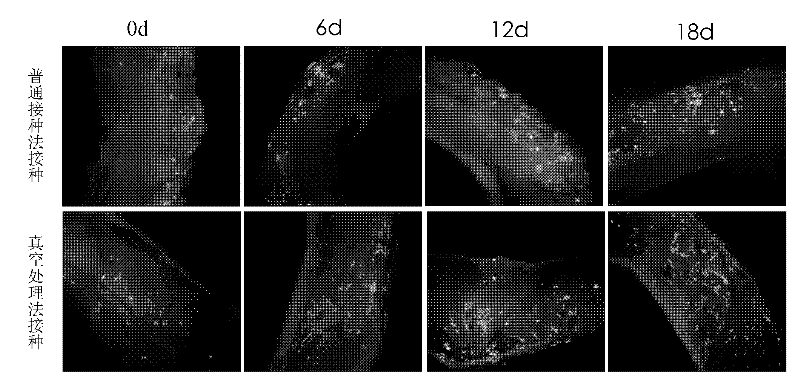 Method and device for preparing bone marrow mesenchymal stem cells-tube scaffold compound