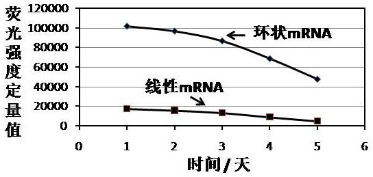 Cyclic mRNA (messenger ribonucleic acid) tumor immune drug for colorectal cancer