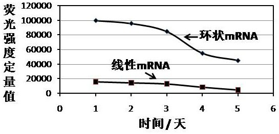 Cyclic mRNA (messenger ribonucleic acid) tumor immune drug for colorectal cancer