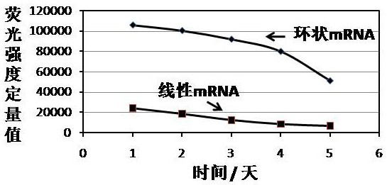 Cyclic mRNA (messenger ribonucleic acid) tumor immune drug for colorectal cancer