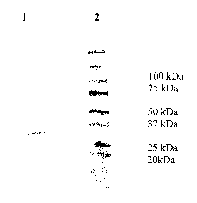 Polypeptide having glyoxalase iii activity, polynucleotide encoding the same and uses thereof