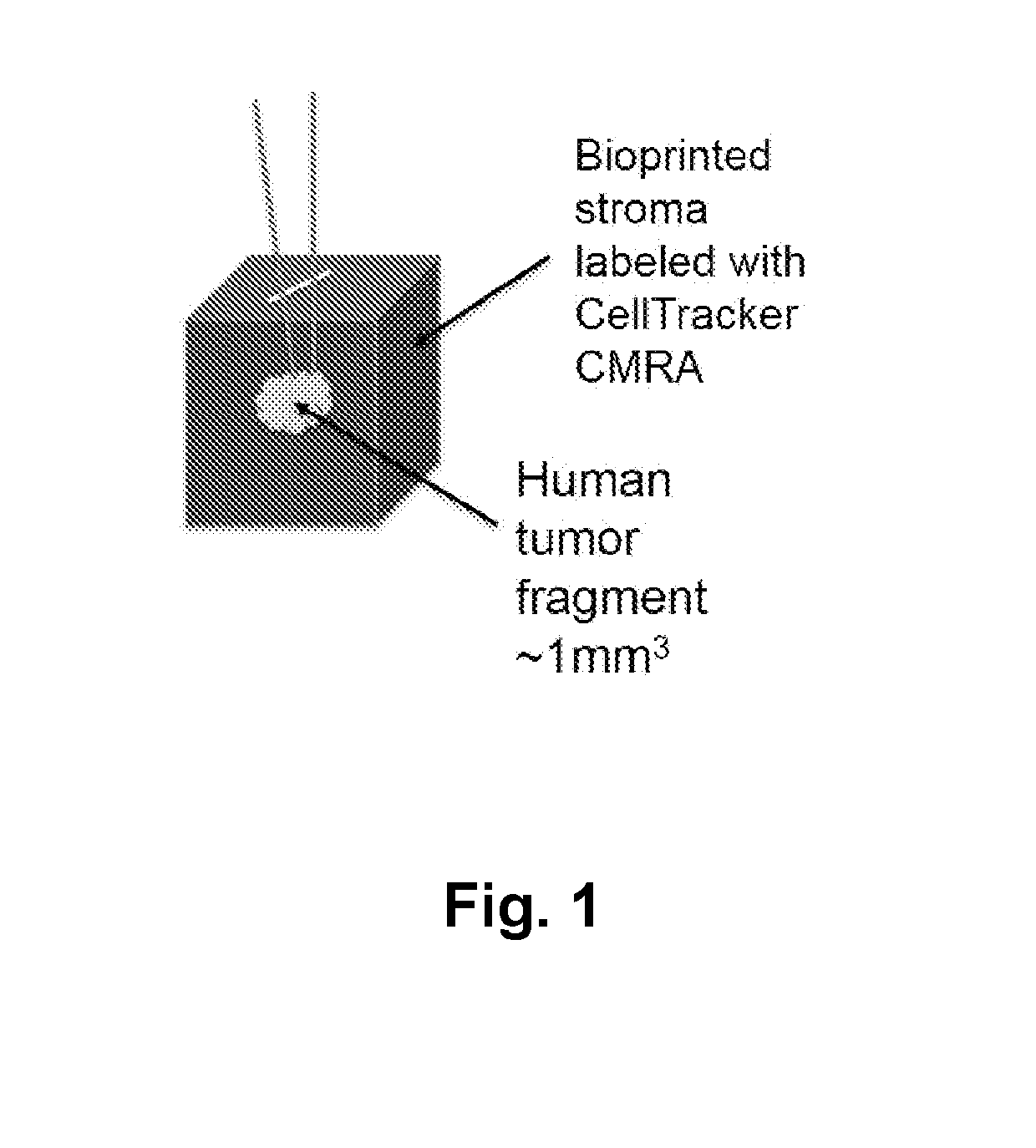 Three Dimensional Bioprinted Tumor Models for Drug Testing