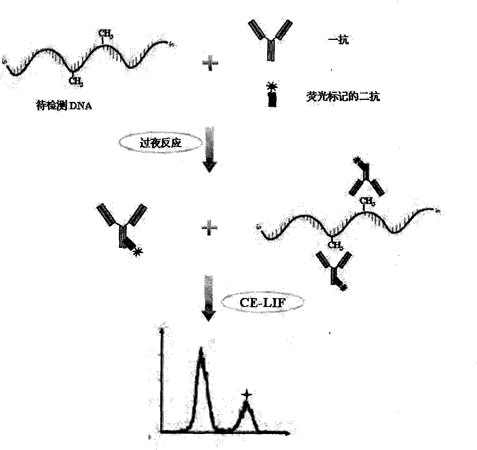 Integral genome DNA methylation level analysis based on immune capillary electrophoresis-laser induced fluorescence