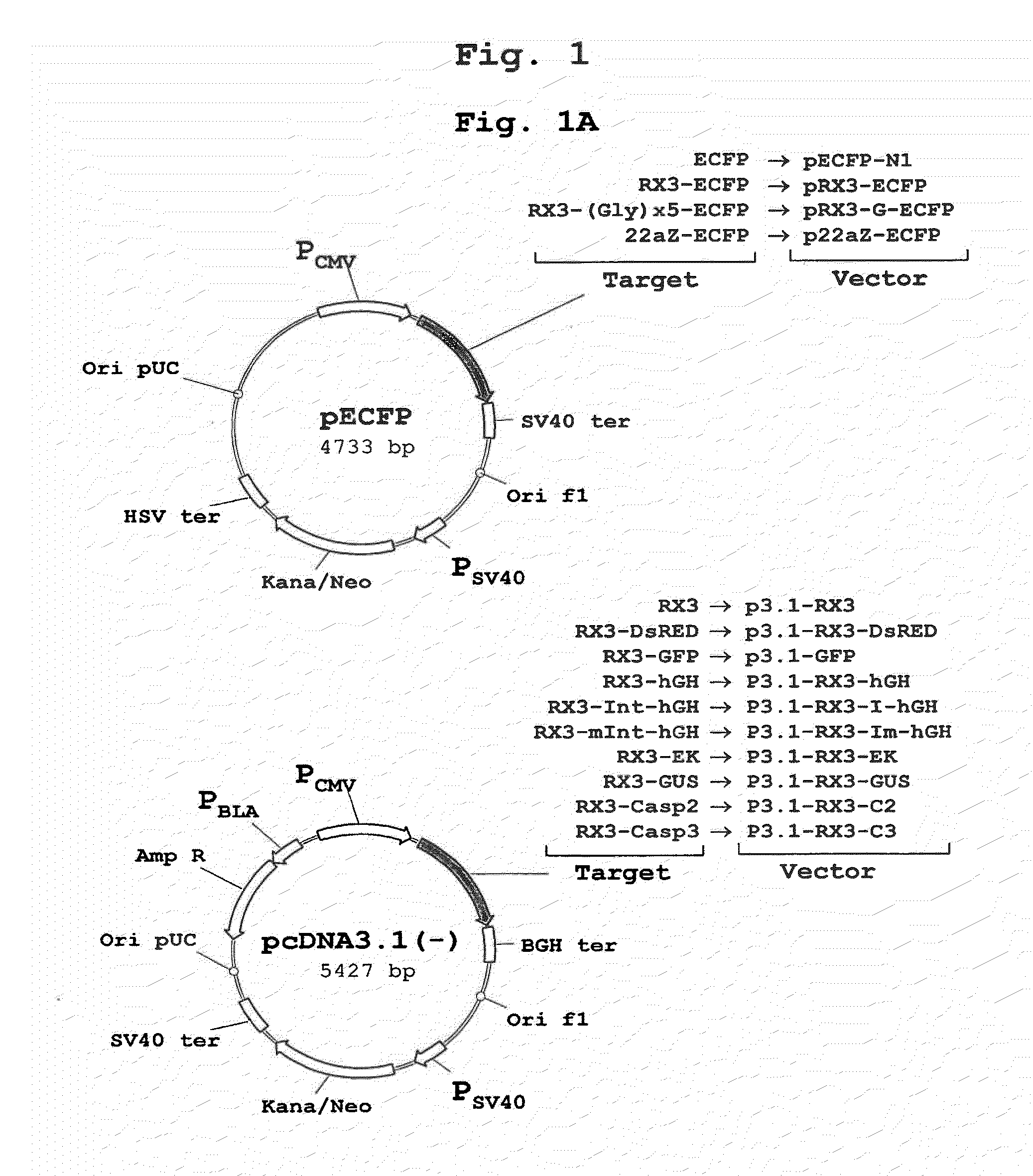 Production of Biologically Active Proteins