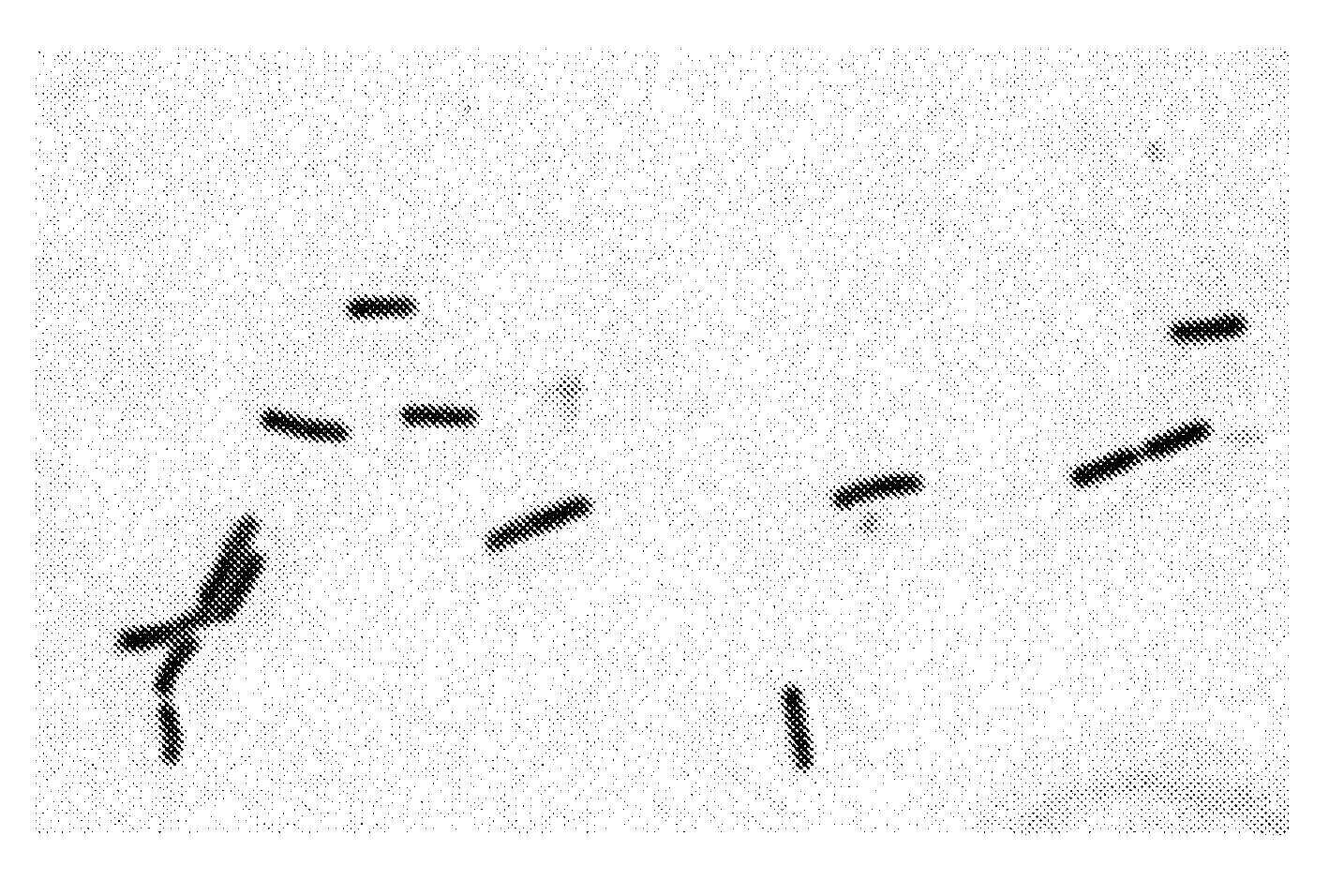 Bacillus subtilis mutant strain and a fermentation method for producing acetoin using this organism