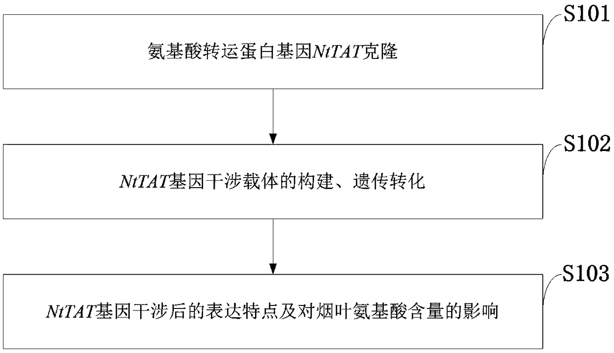 Tobacco amino acid transporter gene NtTAT and purpose thereof