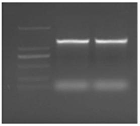 Tobacco amino acid transporter gene NtTAT and purpose thereof