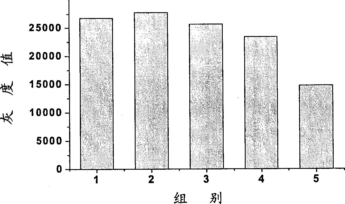 Usage of honokiol in the preparing process of anti tumor angiopoiesis medicine