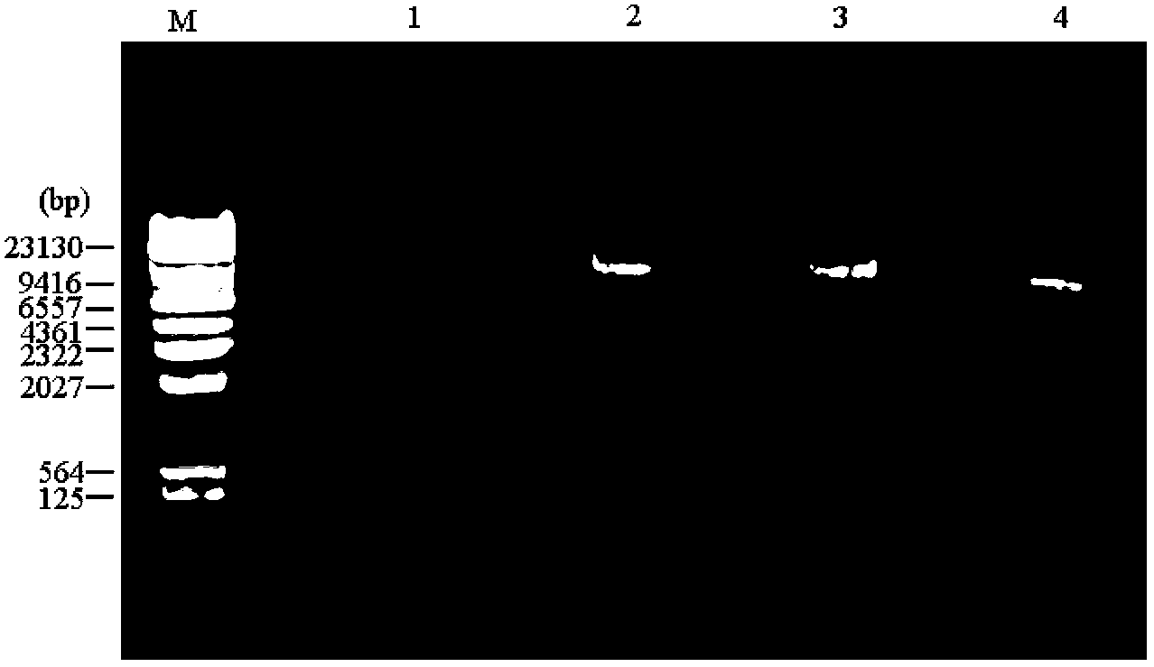 Antibacterial peptide mixed solution and method for preserving freshness of foods by antibacterial peptide mixed solution